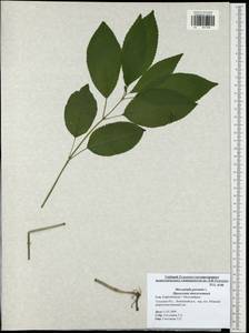 Mercurialis perennis L., Eastern Europe, Central region (E4) (Russia)