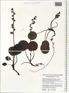 Pyrola asarifolia subsp. incarnata (DC.) A. E. Murray, Siberia, Baikal & Transbaikal region (S4) (Russia)