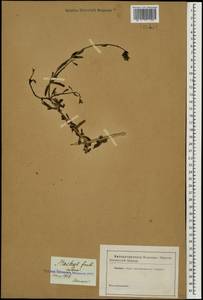 Stachys fruticulosa M.Bieb., Caucasus (no precise locality) (K0)