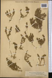 Halogeton glomeratus (Stephan ex M. Bieb.) C. A. Mey., Middle Asia, Muyunkumy, Balkhash & Betpak-Dala (M9) (Kazakhstan)