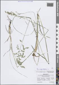 Poa angustifolia L., Eastern Europe, Middle Volga region (E8) (Russia)