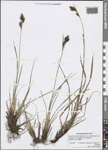 Carex gmelinii Hook. & Arn., Siberia, Chukotka & Kamchatka (S7) (Russia)