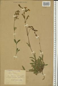 Silene nutans L., Eastern Europe, Belarus (E3a) (Belarus)