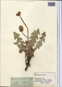 Taraxacum sonchoides (D. Don) Sch. Bip., Middle Asia, Pamir & Pamiro-Alai (M2) (Tajikistan)