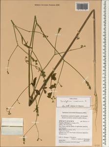 Synelcosciadium carmeli (Labill.) Boiss., South Asia, South Asia (Asia outside ex-Soviet states and Mongolia) (ASIA) (Cyprus)