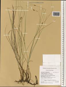 Carex divisa Huds., South Asia, South Asia (Asia outside ex-Soviet states and Mongolia) (ASIA) (Cyprus)