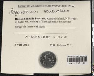Pogonatum contortum (Menzies ex Brid.) Lesq., Bryophytes, Bryophytes - Russian Far East (excl. Chukotka & Kamchatka) (B20) (Russia)