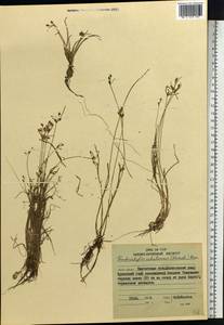 Fimbristylis dichotoma var. ochotensis (Meinsh.) T.Koyama, Siberia, Chukotka & Kamchatka (S7) (Russia)