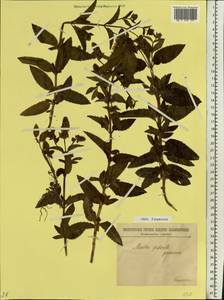 Mentha × piperita L., Eastern Europe, Estonia (E2c) (Estonia)