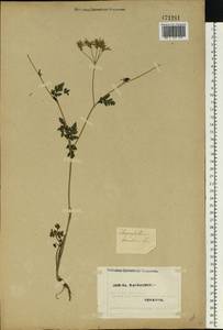 Chaerophyllum temulum L., Eastern Europe, North Ukrainian region (E11) (Ukraine)