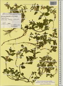 Lamium tomentosum Willd., Caucasus, Dagestan (K2) (Russia)