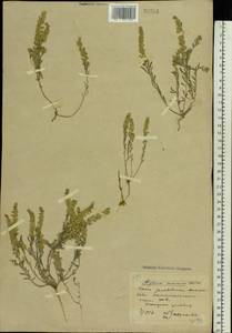 Alyssum turkestanicum Regel & Schmalh. ex Regel, Eastern Europe, South Ukrainian region (E12) (Ukraine)