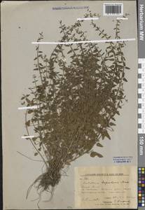 Scutellaria dependens Maxim., Siberia, Russian Far East (S6) (Russia)