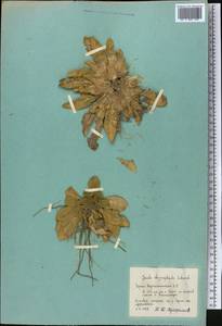 Pentanema rhizocephalum (Schrenk) Sennikov, Middle Asia, Pamir & Pamiro-Alai (M2) (Tajikistan)