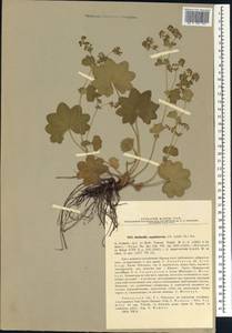 Alchemilla argutiserrata H. Lindb. ex Juz., Siberia, Western Siberia (S1) (Russia)