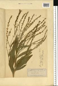Armoracia rusticana P. Gaertn., B. Mey. & Scherb., Eastern Europe, Moscow region (E4a) (Russia)