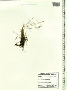 Carex microglochin Wahlenb., Siberia, Central Siberia (S3) (Russia)