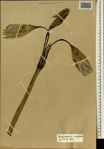 Crinum ornatum (Aiton) Herb., Africa (AFR) (Mali)