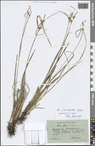 Carex lepidocarpa Tausch, Eastern Europe, North-Western region (E2) (Russia)