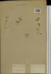 Pseudostellaria rupestris (Turcz.) Pax, Siberia, Baikal & Transbaikal region (S4) (Russia)