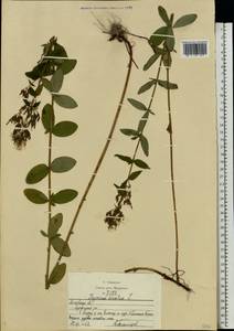 Hypericum hirsutum L., Eastern Europe, Moscow region (E4a) (Russia)