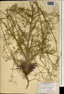 Pimpinella aurea DC., South Asia, South Asia (Asia outside ex-Soviet states and Mongolia) (ASIA) (Iran)