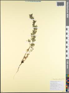 Delphinium consolida subsp. paniculatum (Host) N. Busch, Caucasus, Krasnodar Krai & Adygea (K1a) (Russia)