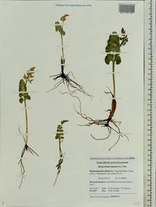 Botrychium lunaria (L.) Sw., Eastern Europe, Northern region (E1) (Russia)