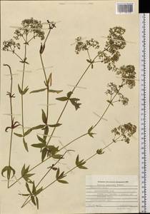 Galium amurense Pobed., Siberia, Russian Far East (S6) (Russia)
