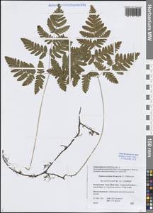Gymnocarpium dryopteris (L.) Newman, Siberia, Yakutia (S5) (Russia)