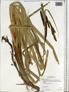 Carex riparia Curtis, Eastern Europe, Central region (E4) (Russia)