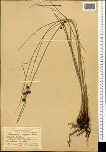 Scirpoides holoschoenus (L.) Soják, Caucasus, Krasnodar Krai & Adygea (K1a) (Russia)