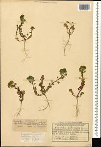 Euphorbia helioscopia subsp. helioscopia, Caucasus, Azerbaijan (K6) (Azerbaijan)