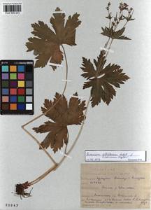 KUZ 000 243, Geranium albiflorum Ledeb., Siberia, Altai & Sayany Mountains (S2) (Russia)