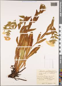 Huynhia pulchra (Willd. ex Roem. & Schult.) Greuter & Burdet, Caucasus, South Ossetia (K4b) (South Ossetia)