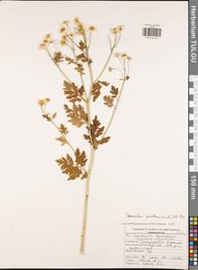 Tanacetum parthenium (L.) Sch. Bip., Eastern Europe, Central region (E4) (Russia)