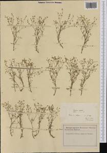 Spergularia segetalis (L.) G. Don fil., Western Europe (EUR) (France)