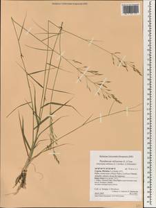 Achnatherum miliaceum (L.) P.Beauv., South Asia, South Asia (Asia outside ex-Soviet states and Mongolia) (ASIA) (Cyprus)