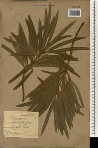 Podocarpus macrophyllus (Thunb.) Sweet, South Asia, South Asia (Asia outside ex-Soviet states and Mongolia) (ASIA) (Russia)