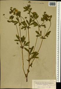 Potentilla thuringiaca Bernh. ex Link, South Asia, South Asia (Asia outside ex-Soviet states and Mongolia) (ASIA) (Turkey)
