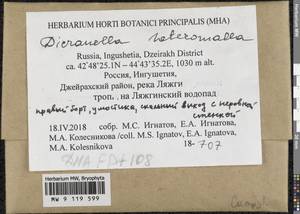 Dicranella heteromalla (Hedw.) Schimp., Bryophytes, Bryophytes - North Caucasus & Ciscaucasia (B12) (Russia)