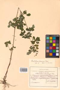 Thalictrum minus subsp. elatum (Jacq.) Stoj. & Stef., Siberia, Russian Far East (S6) (Russia)