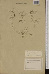 Ranunculus reptans L., Western Europe (EUR) (Switzerland)