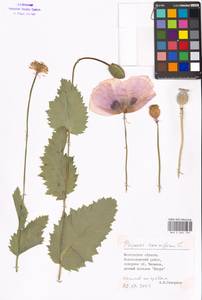 Papaver somniferum L., Eastern Europe, Moscow region (E4a) (Russia)
