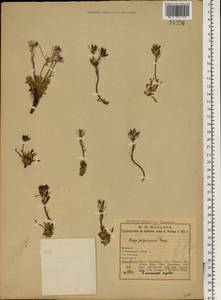 Braya purpurascens (R.Br.) Bunge ex Ledeb., Eastern Europe, Northern region (E1) (Russia)