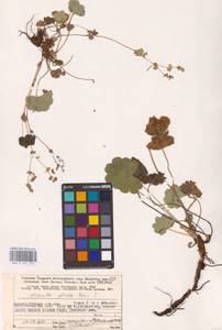 Alchemilla plicata Buser, Eastern Europe, Northern region (E1) (Russia)