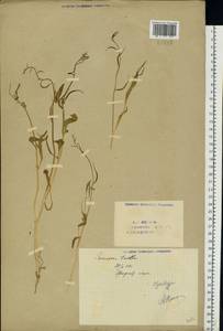 Chorispora tenella (Pall.) DC., Eastern Europe, Eastern region (E10) (Russia)
