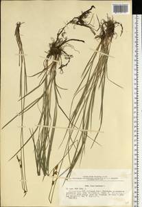 Carex tomentosa L., Eastern Europe, Estonia (E2c) (Estonia)