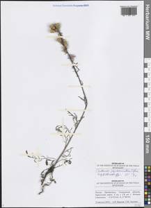 Centaurea pseudomaculosa Dobrocz, Eastern Europe, Middle Volga region (E8) (Russia)