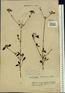 Viburnum burejaeticum Regel & Herder, Siberia, Russian Far East (S6) (Russia)